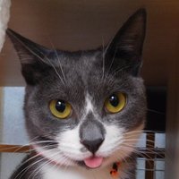 りをこ (@opusto) 's Twitter Profile