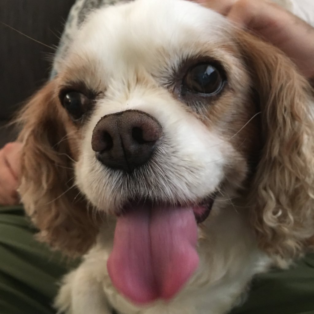 My name is Oliver James and I am a King Charles Cavalier Spaniel. I am 14 years old and I love to eat, sleep, and snuggle! Over the rainbow on 9/8/19 🌈