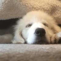 Gordon Bates (@geoglete) 's Twitter Profile