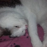 Selma 2.0🐈🐈🐈🌈🐾🐾🐾🐾 (@preppselma) 's Twitter Profile