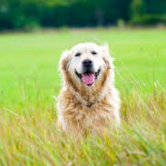 happinessofyou1's profile picture. We strive to find the happiness that we get from our canine companions. Check out our great articles on our website https://t.co/X0EkCHIAWm!!