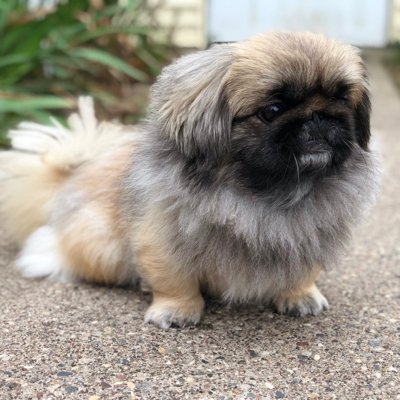 Pekingese. Pretty.