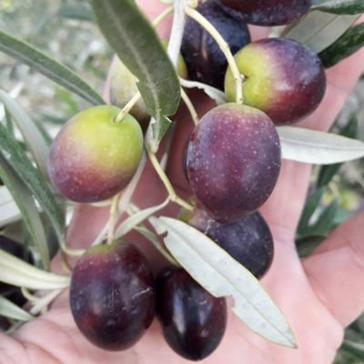 lucasptorrente's profile picture. 