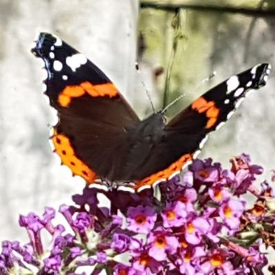 ChristineVick14's profile picture. Wife/Mother/Grandma. Retd. Dep HT, Interests - words, gardening, politics, The Archers, education, (esp SEND), Science & Truth. Humanist/Atheist. She/her.