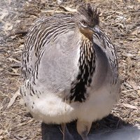 WA Malleefowl(@WaMalleefowl) 's Twitter Profileg