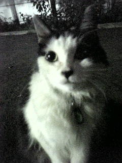 taninet's profile picture. 父を亡くし母も亡くし現在天涯孤独の身。。。北海道の片田舎で地道に生かせて頂いてます。。。m(_ _)m。。。何とかしたいが、何ともならない、だけど何とかしなくちゃいけないし。。。根拠のない希望と感謝の気持ちを持ちつつ、何とかガンバって生きている今日この頃な訳なのです♪(￣◇￣)♪