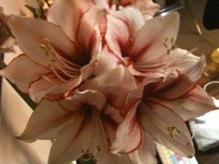 josefien1's profile picture. 