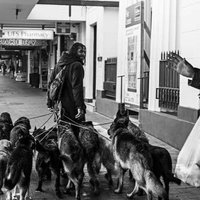 Sam Alderdice (@balanced_k9_nz) 's Twitter Profile