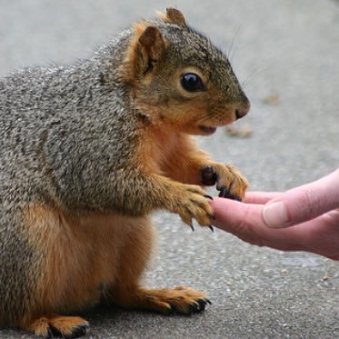 csufsquirrels's profile picture. Official CSUF Squirrel Student Association // Submit your campus squirrels!