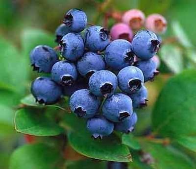 University experts from across the United States with research-based information about blueberry production, nutritional benefits, 4-H/youth and more.