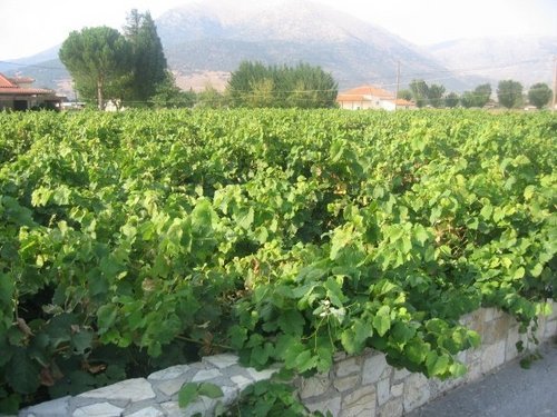 chlwines's profile picture. Importers & Distributors of Greek & Italian wines