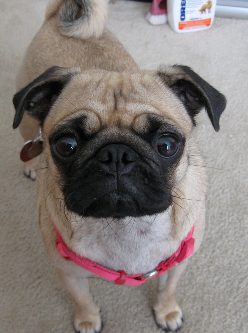 jamakomo's profile picture. 