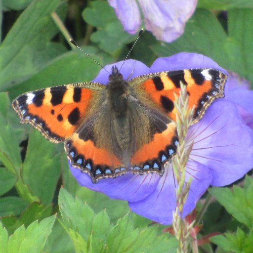 Lincolnshire lass returned to my roots, building a garden and now an allotment too