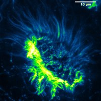 UK Cilia Network (@ukcilianetwork) 's Twitter Profile
