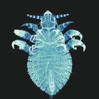 Digitising the NHM (@nhm_digitise) 's Twitter Profile