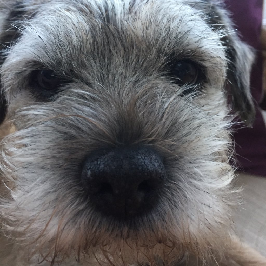 am a Border Terrier was born in Cornwall but live in north Devon with my best mate Darren who feeds me treats and keeps kissing me😘 loving life.