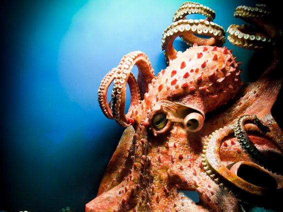 douuuf's profile picture. Je veux être un poisson