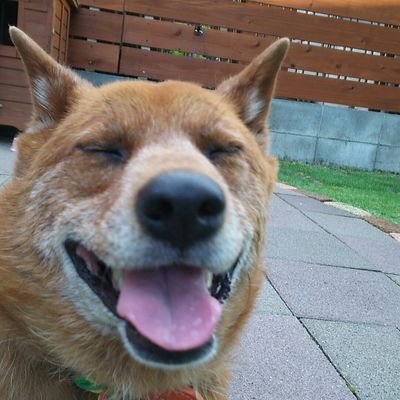 美濃柴犬ウメ♀と飼い主♂です。よろしくお願いいたします。無言フォローOKです。カメラ/写真
#美濃柴犬 #柴犬 #日本犬 #shibainu 
#一眼レフ #カメラ