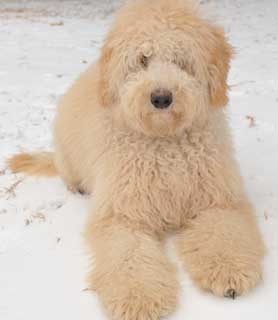Australian Labradoodle - Born in Australia, Loved and doted on, super snugglebunny. Best doodle friend: Henry, Fave Food: Bananas