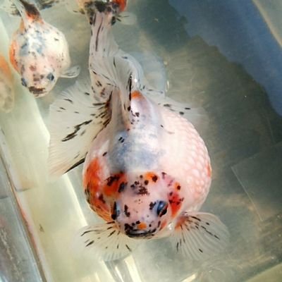 金魚･生き物全般大好き。 ねこ10うさ2 レオパ2、その他も。Instagramもやってます。アイギアクアとして活動し始めました！よろしくお願いします🙏