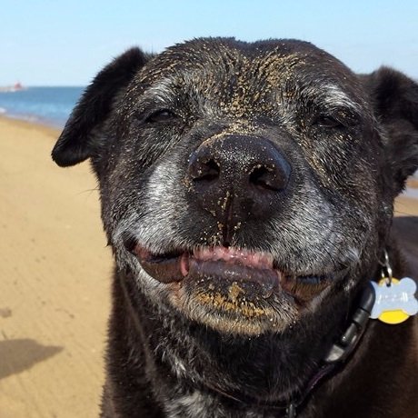 Our dogs are the family we choose. Here's how to give all dogs--but especially senior dogs--the best quality of life possible.