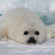 アザラシ 赤ちゃん 人懐っこい