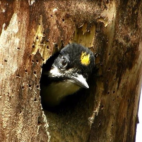 Wildlife biologist, writer, 