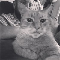 Not A Cat Dally 🖕🐈🐈‍⬛(@dally_scott) 's Twitter Profile Photo
