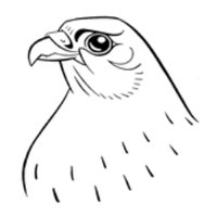 Il Falcone (@ilfalconeca) 's Twitter Profile