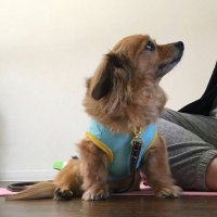 s.dogyoga(@s_dogyoga) 's Twitter Profile Photo