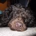 Phoebe ( phoebe-poodle.bsky.social ) (@phoebe_poodle) Twitter profile photo Phoebe ( phoebe-poodle.bsky.social ) (@phoebe_poodle) Twitter profile photo