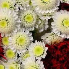 mylovebaby733's profile picture. 