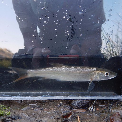 This twitter is set up to inform fish monitoring studies of any unusual fish catches occurring in the upper San Francisco Estuary.