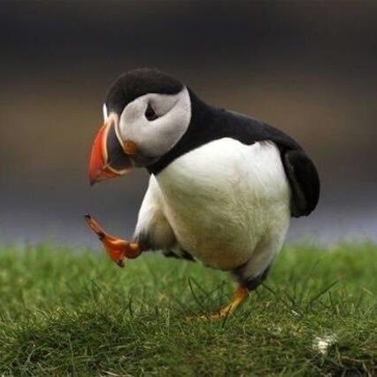 thoughtwhirl's profile picture. she/her | berry farmer & former teacher | at the moment my brain is whirling with depression, space exploration, Doctor Who, & a side of politics