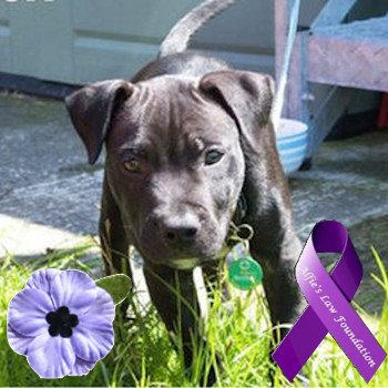 Love dogs - nearly all of them Hate all injustice and bigotry. I support #woofstockuk #alfieslaw & #CRBML. Every life is precious