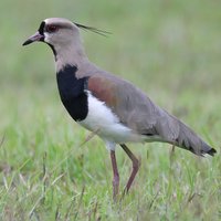 Ignacio M (@vanelluschilen) 's Twitter Profile Photo