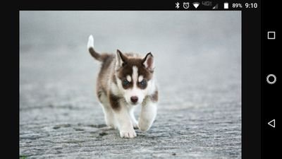 Hamsterlove_46's profile picture. Country Travel Food Gaming Games Fun Weird