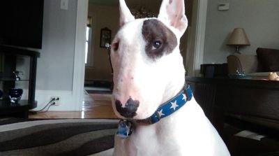 I am an English Bull Terrier who enjoys critiquing television shows.  CEO of Rex The TV Terrier, Inc. a non-profit animal charity
*Aficionado of fine sticks.