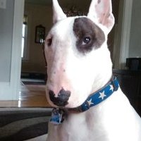 Rex the TV Terrier ® 🐾(@rexthetvterrier) 's Twitter Profile Photo