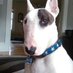 Rex the TV Terrier ® 🐾 (@rexthetvterrier) Twitter profile photo