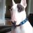 Rex the TV Terrier ™ (@rexthetvterrier) Twitter profile photo
