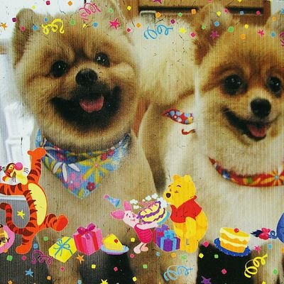 maki9020's profile picture. 虹の橋を渡った愛犬とその子供たちの大切な思い出と新たに保護猫３匹が家族に加わりました。 大人のピアノを習い始めた超初心者です🎹練習時間のやりくりいつかは自信を持って弾ける日を夢見ながら～                    杉山清貴＆オメガトライブ活動再開❣️