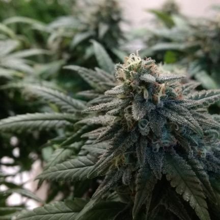 Leafy_Lodge's profile picture. LeafyLodge currently reviews grow lights for weed growing enthusiasts.

https://t.co/q5o4rEqfZs