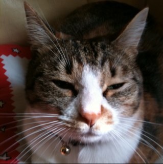 collor300's profile picture. 酒もってこーい