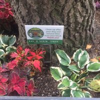 LoveYourStreetTree (@luvyurstreetree) 's Twitter Profile