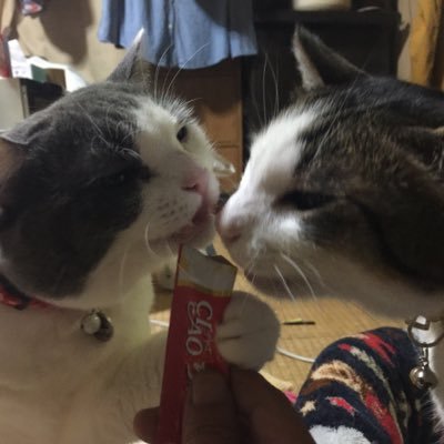ゆめとれんさんのプロフィール画像