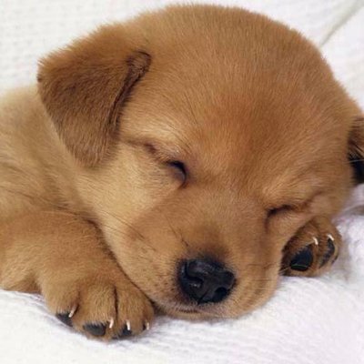 Pictures Of Cute Puppies