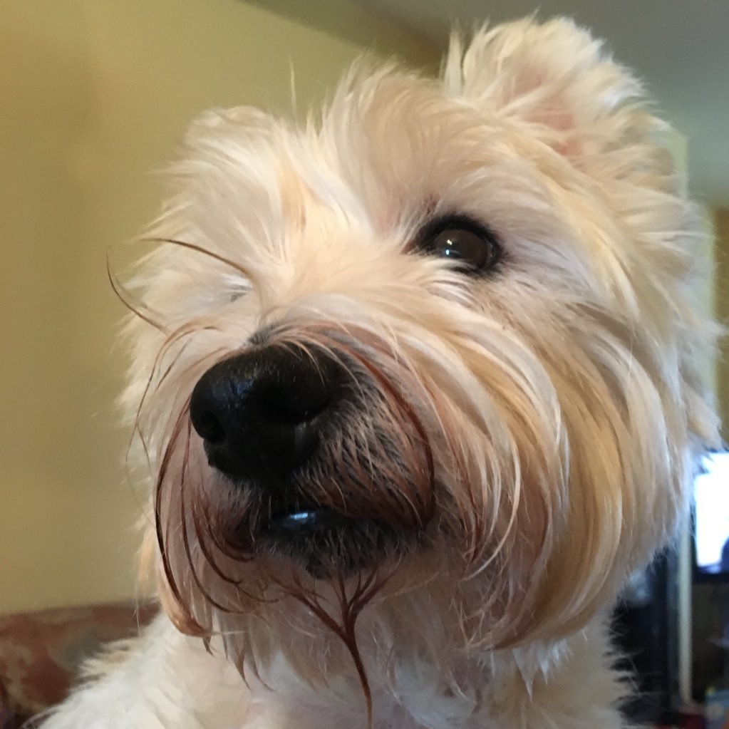 jameswigmore's profile picture. Silver haired chap, who knocks the odd ball around, think I can still mix it, I miss my dog and am a little opinionated, whatever!! (and I blaspheme).