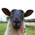 Elm Tree Farm (@elmtreecarefarm) Twitter profile photo Elm Tree Farm (@elmtreecarefarm) Twitter profile photo