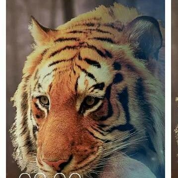 BunnyAks's profile picture. Smart looking